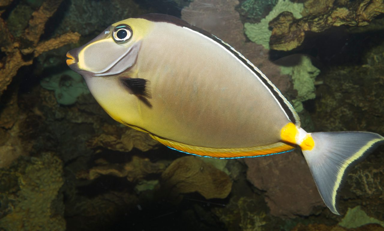 Orange-Spine Unicornfish