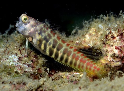 Segmented Sailfin Blenny