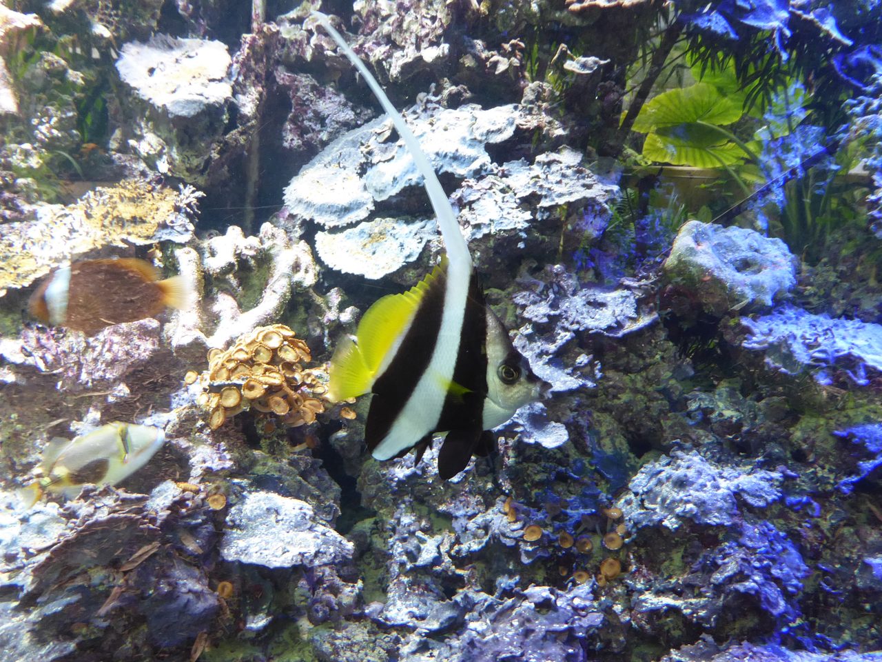 Pennant Coralfish