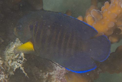 Yellow-Fin Angelfish