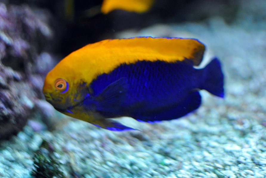 Brazilian Flameback Angelfish