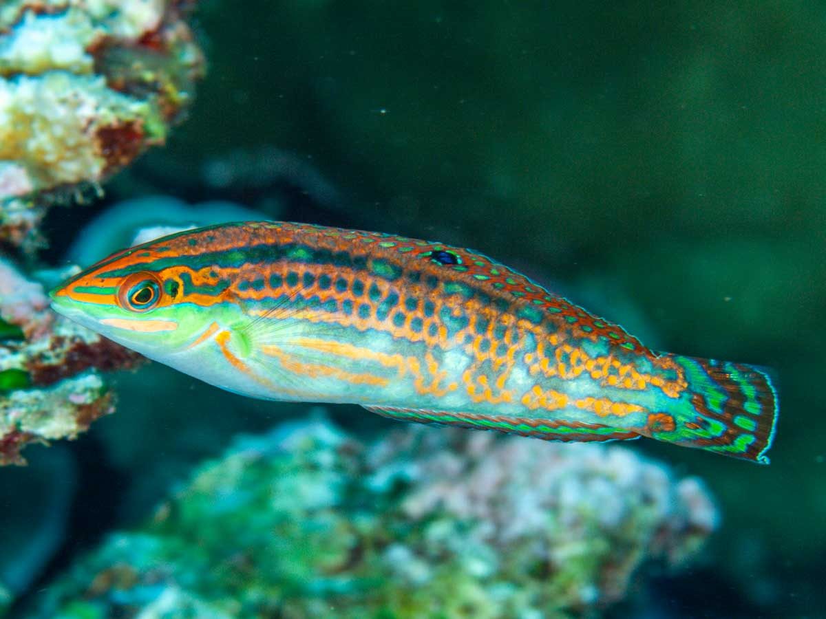Christmas Wrasse