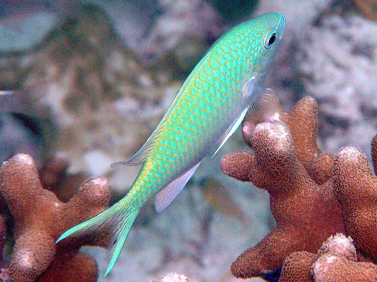 Black Axil Chromis