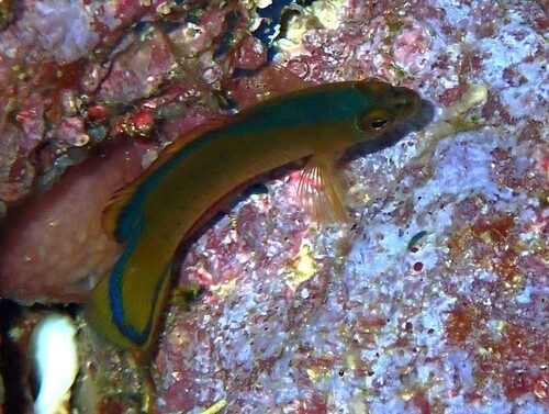 Blackmargin Dottyback