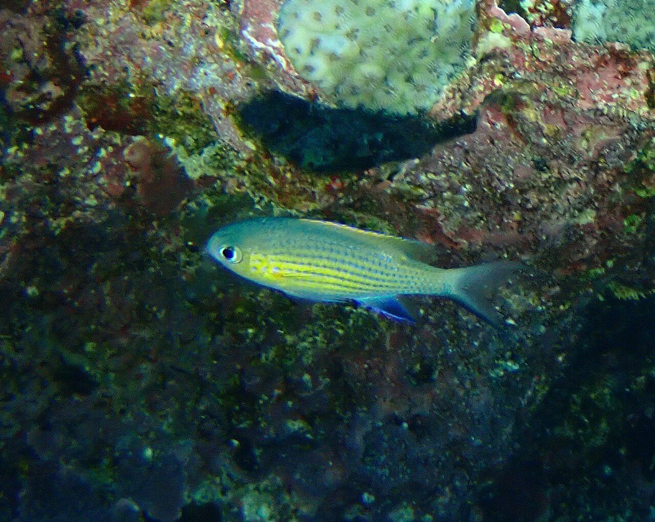 Vanderbilt's Chromis
