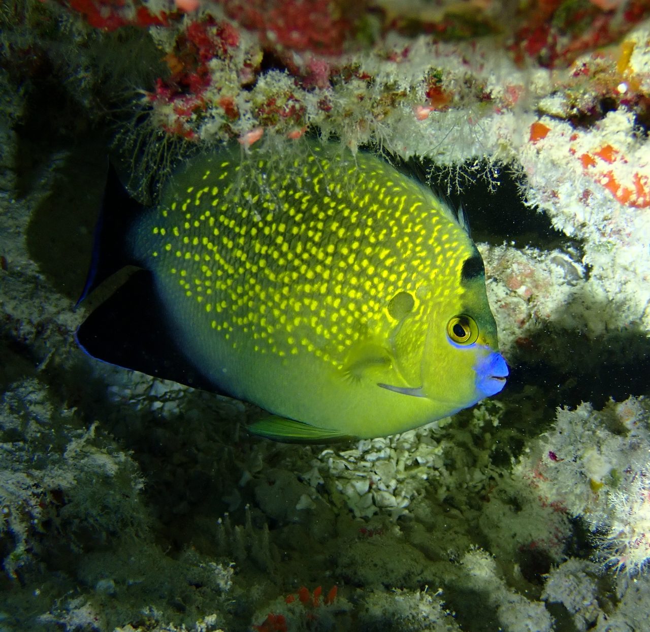Golden-Spotted Angelfish