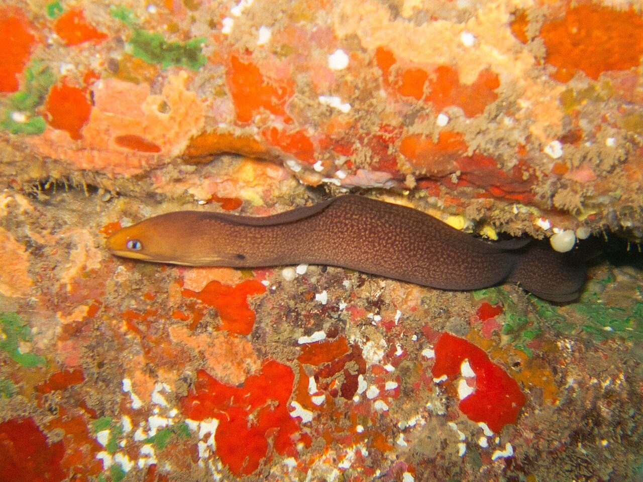 Golden Dwarf Moray