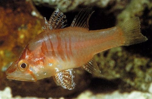 Red Stop Light Cardinalfish