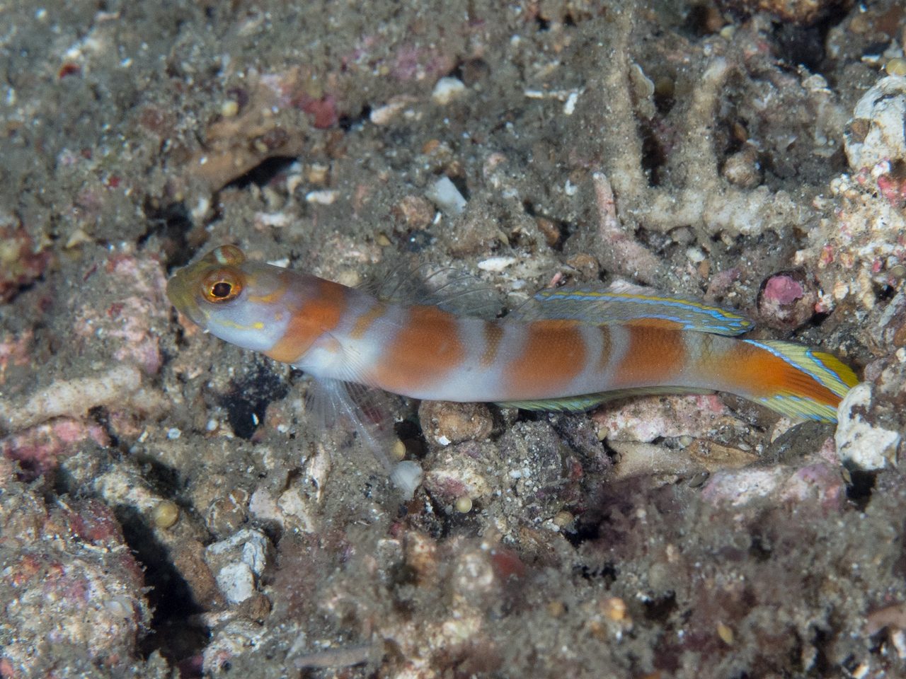 Flagtail Shrimp Goby