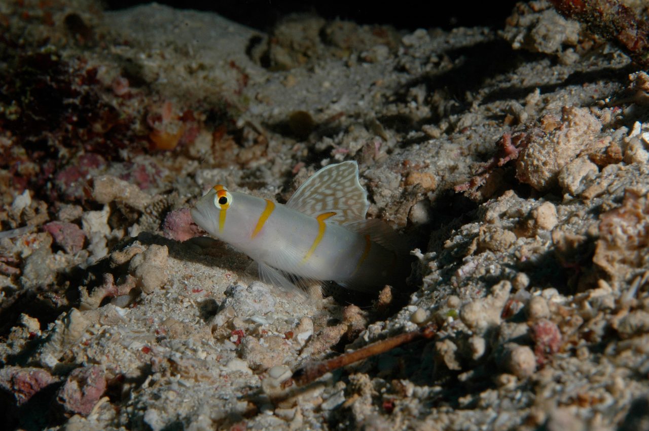 Randall's Shrimp Goby