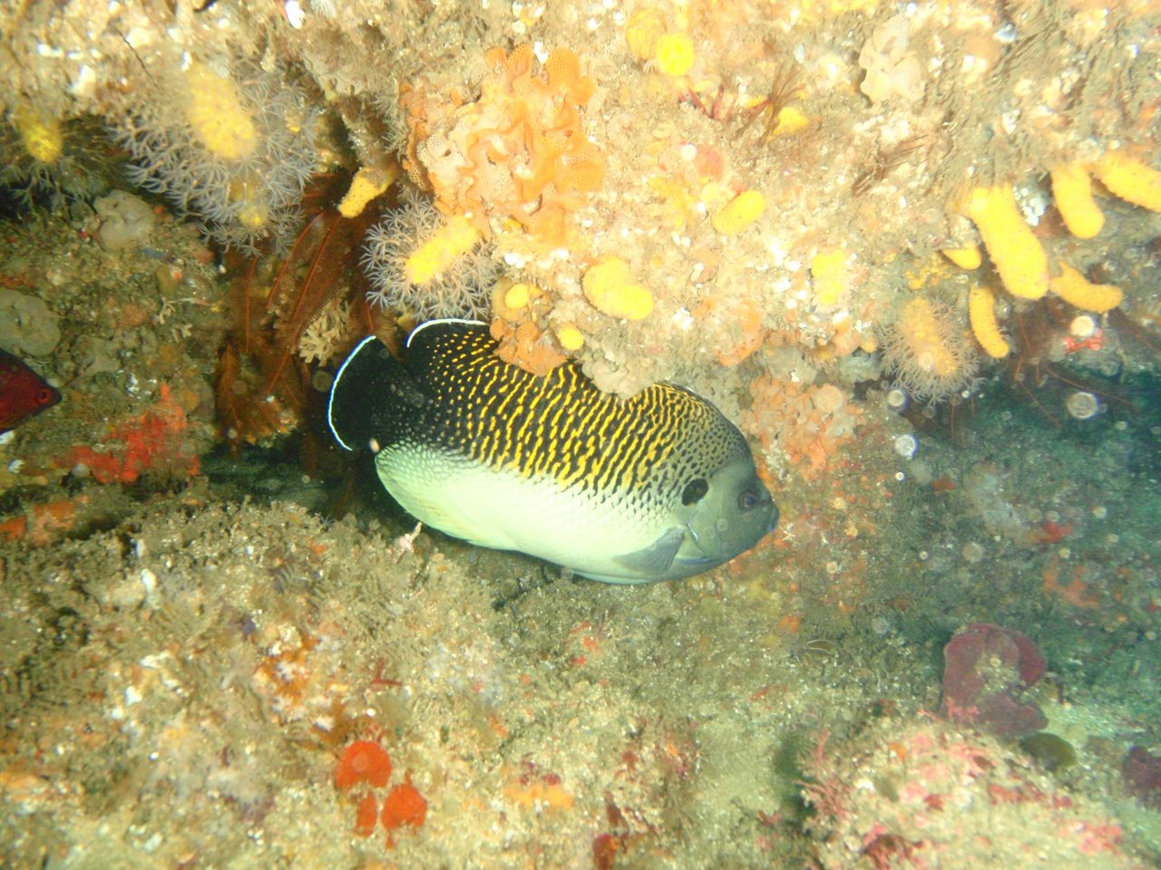 King Angelfish