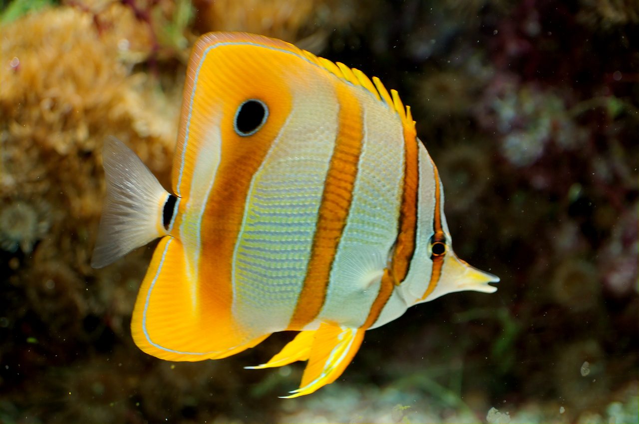 Copperband Butterflyfish