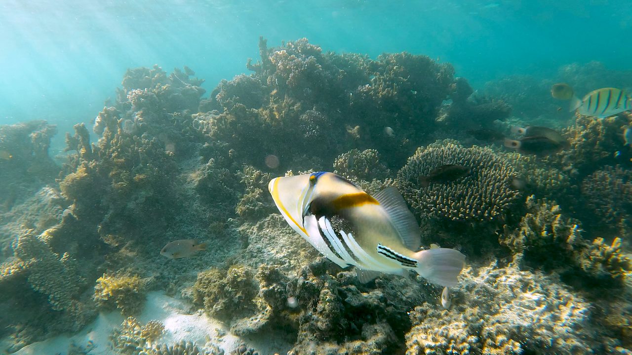 Picasso Triggerfish