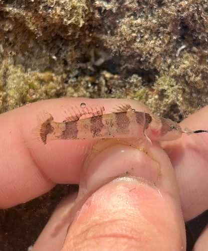 Jaguar Goby