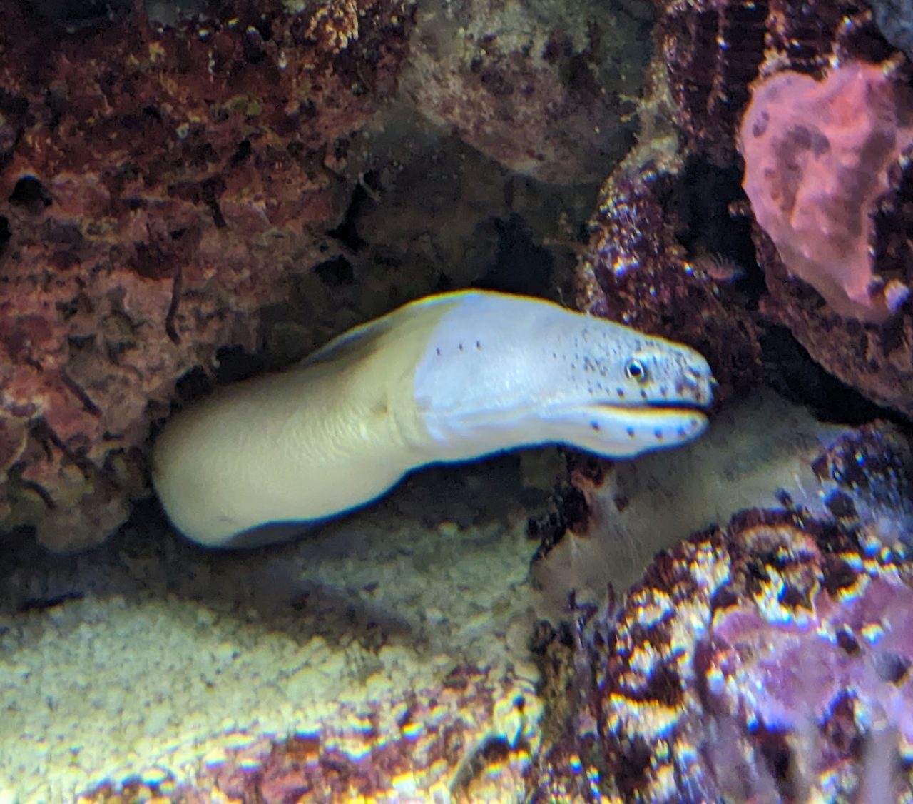Ghost Eel