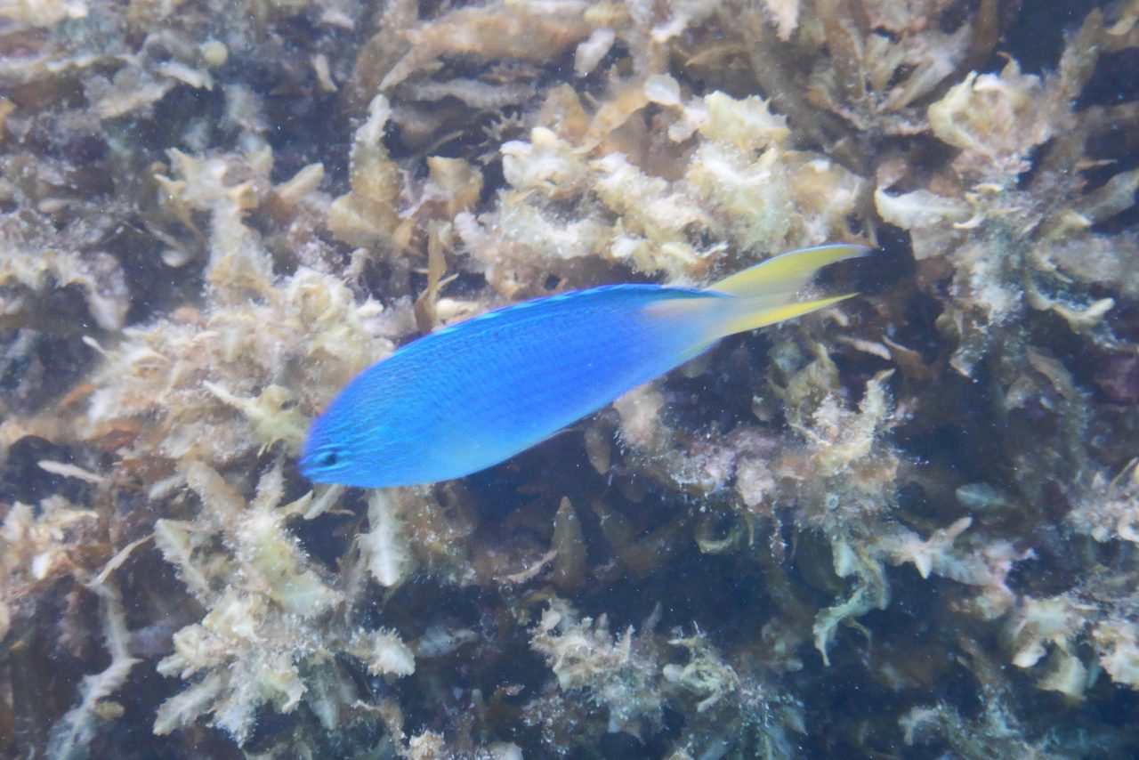 Sapphire Damselfish