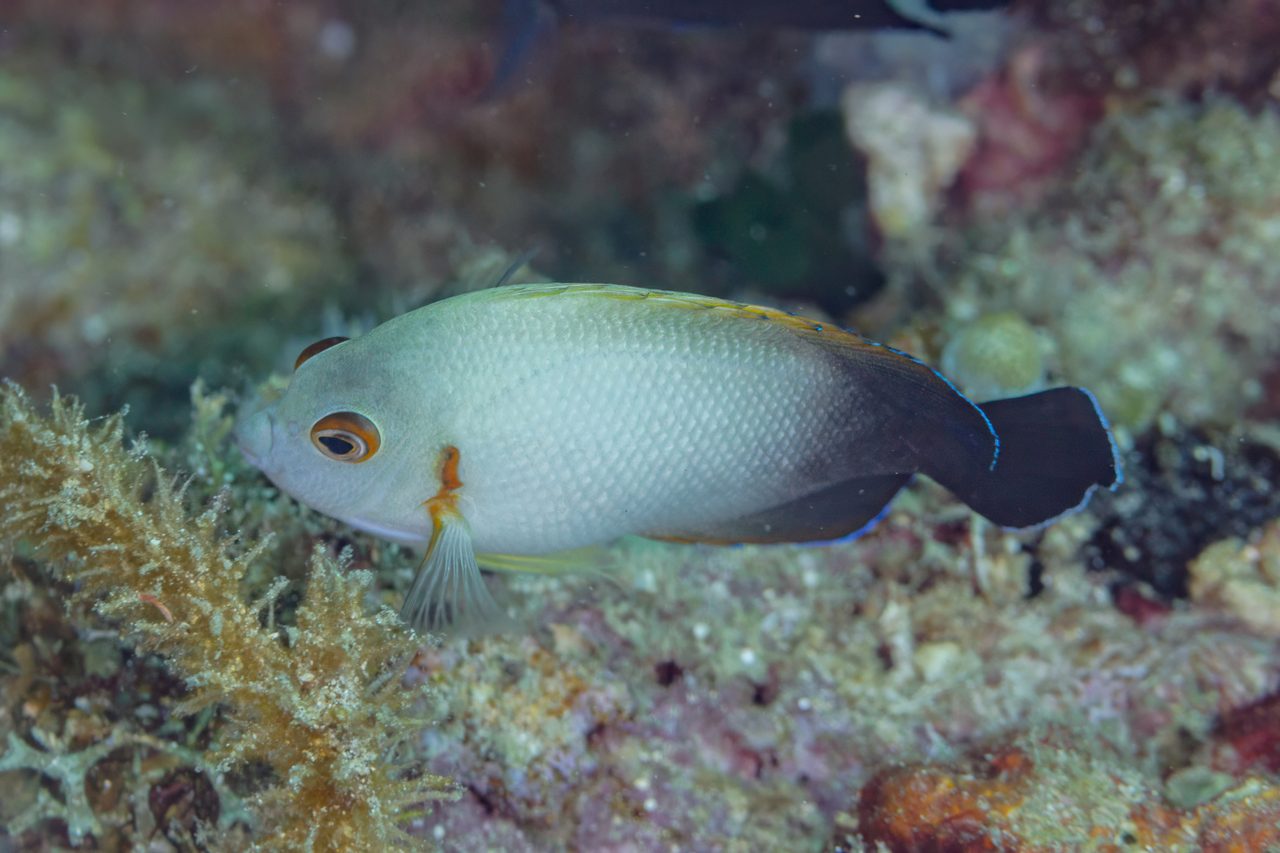 Half Black Angelfish