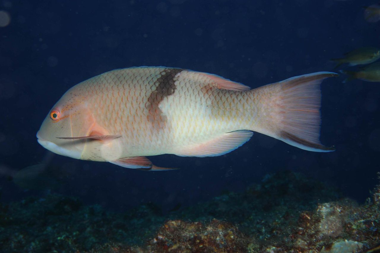 Blackbar Hogfish