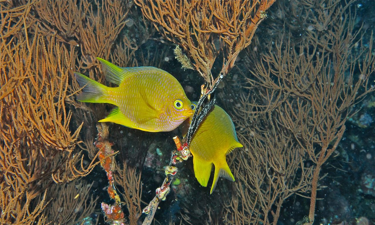 Yellow Damselfish