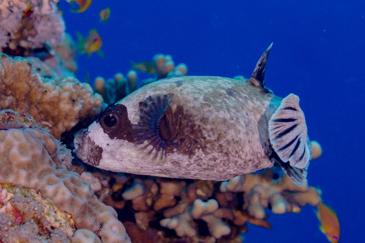 Panda Puffer