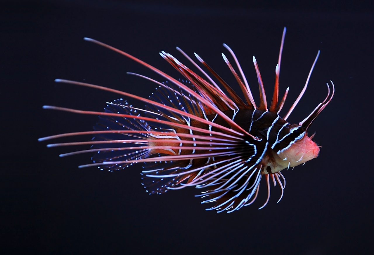 Clearfin Lionfish