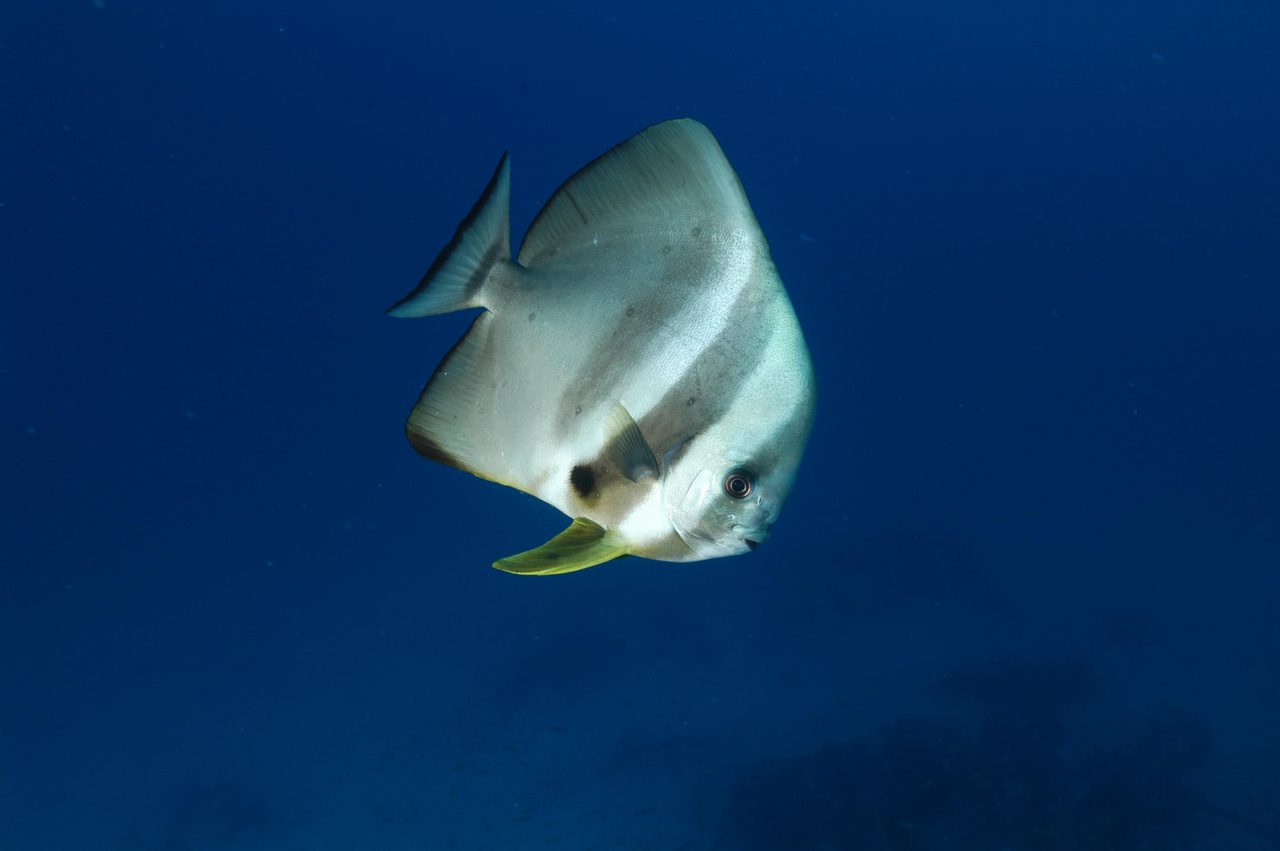 Teira Batfish