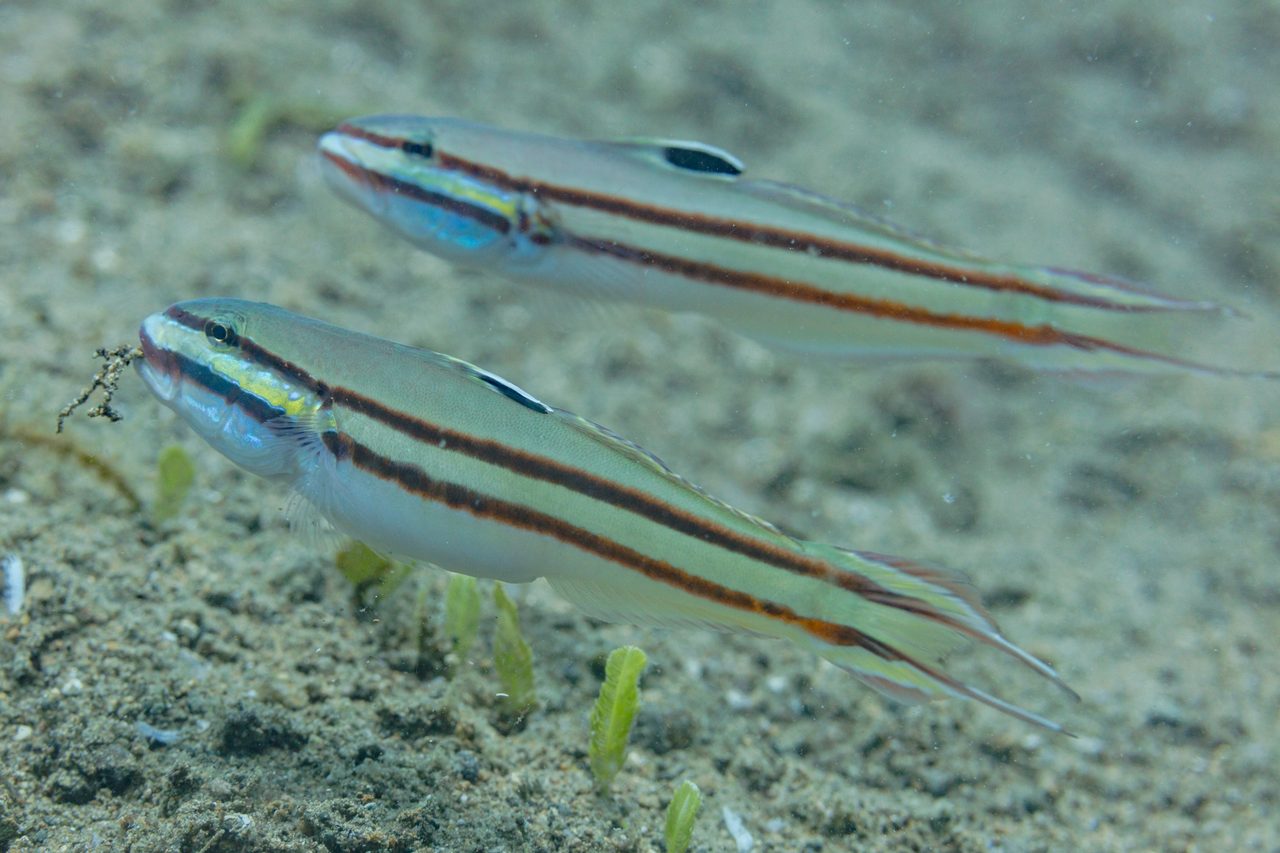 Sleeper Railway Glider Goby