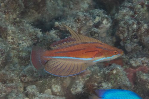 Red Tail Flasher Wrasse