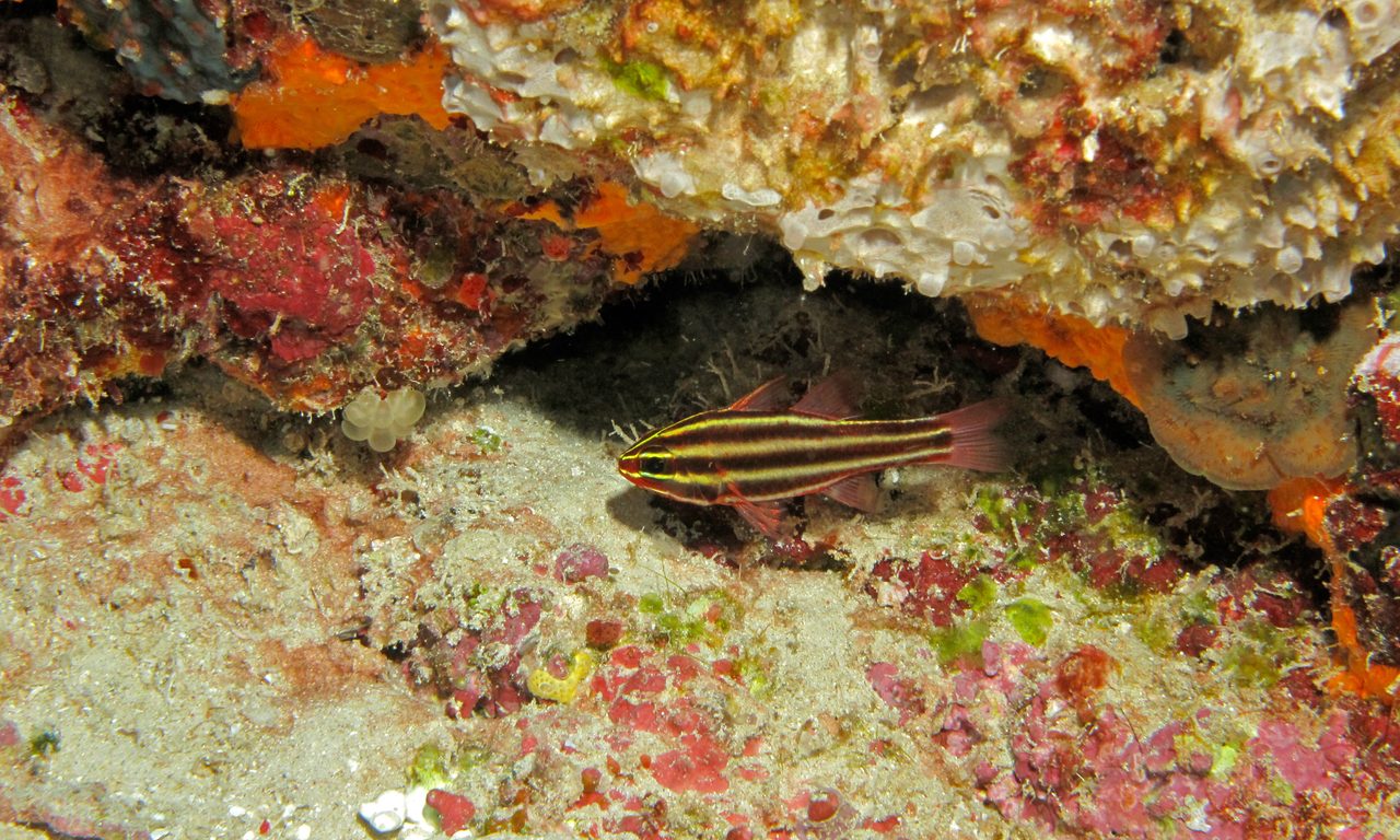 Blackstripe Cardinalfish