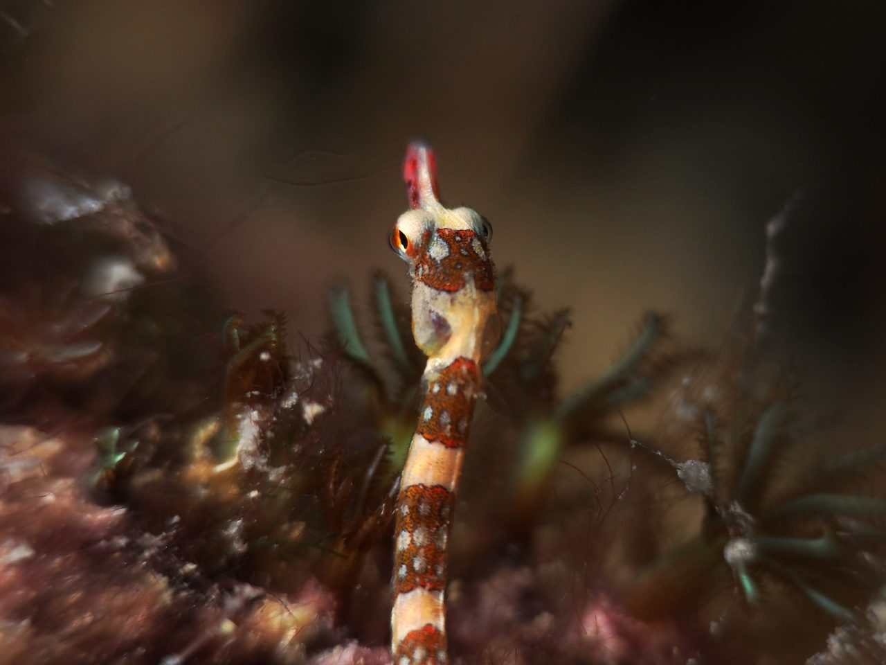 Brown-Banded Pipefish