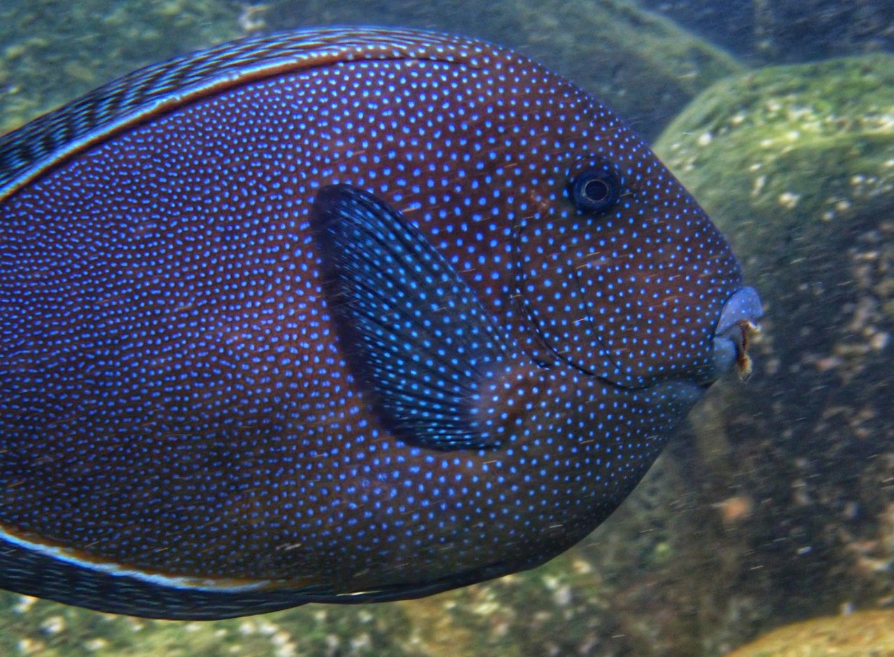 Striped Bristletooth
