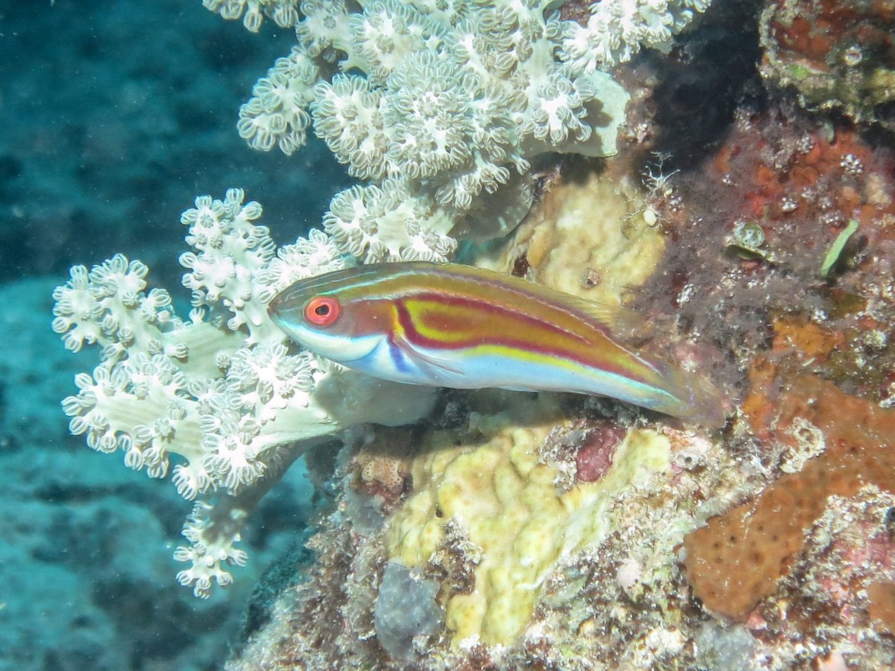 Laboute's Fairy Wrasse