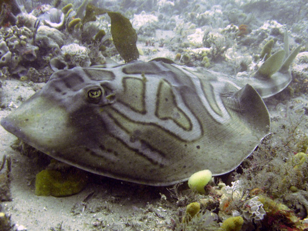 Fiddler Stingray EXPERT ONLY