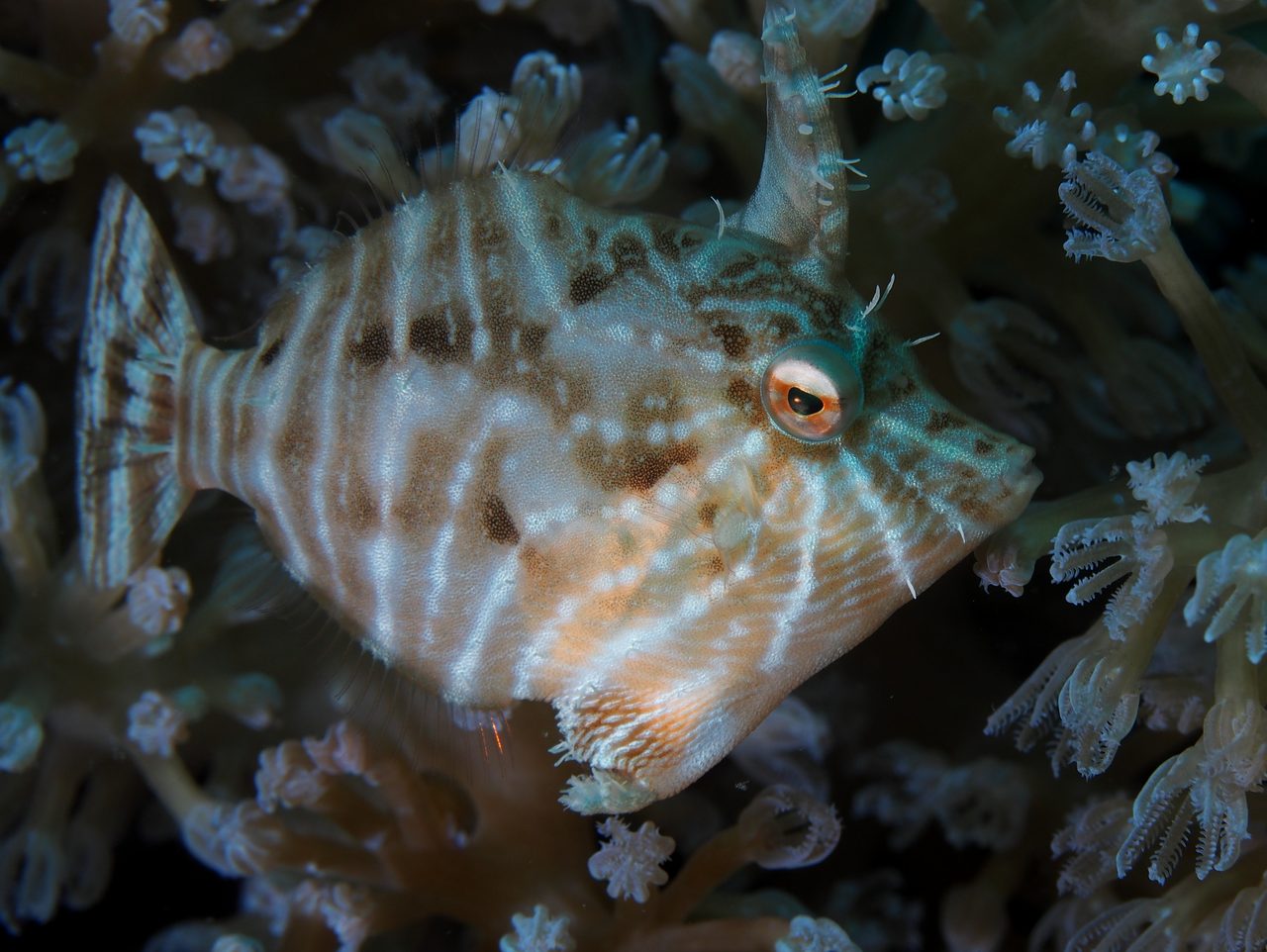 Biota Captive-Bred Radial Filefish