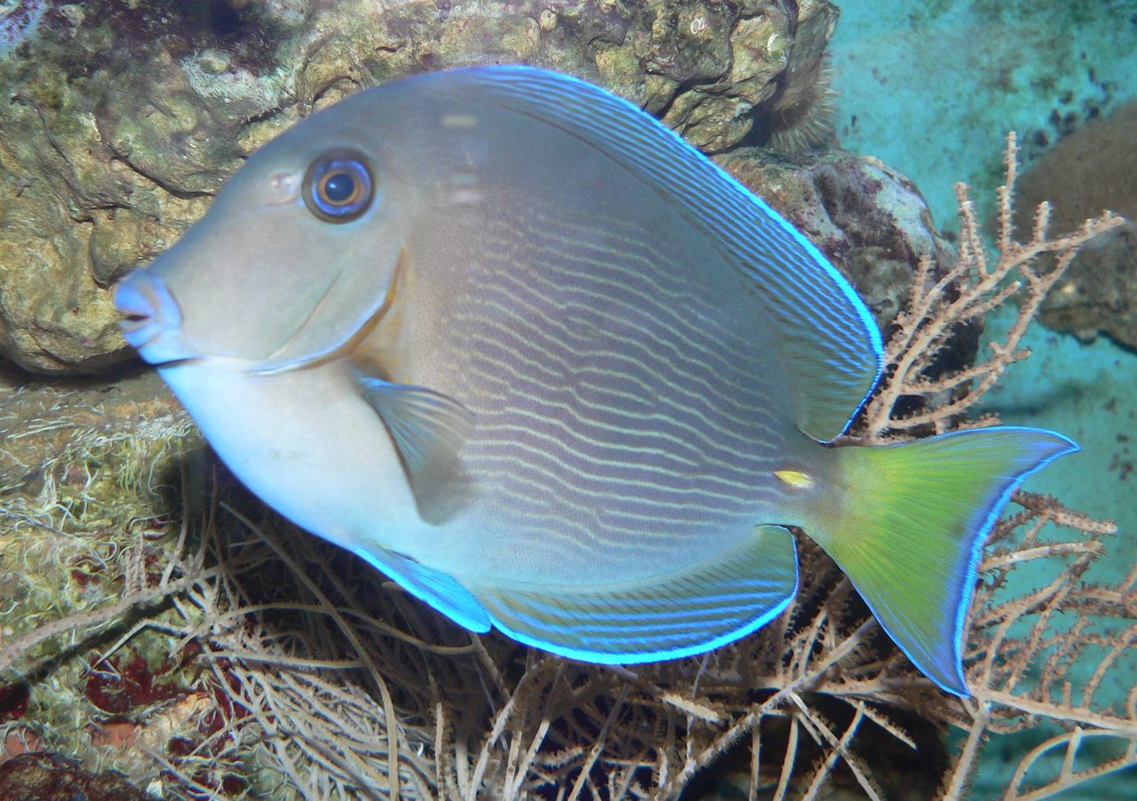 Hawaiian Bristletooth