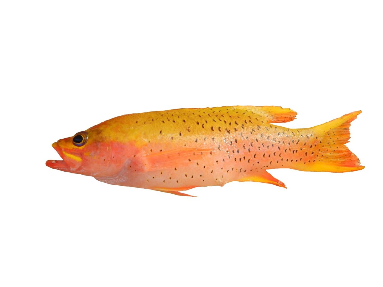 Crescent-Tailed Basslet