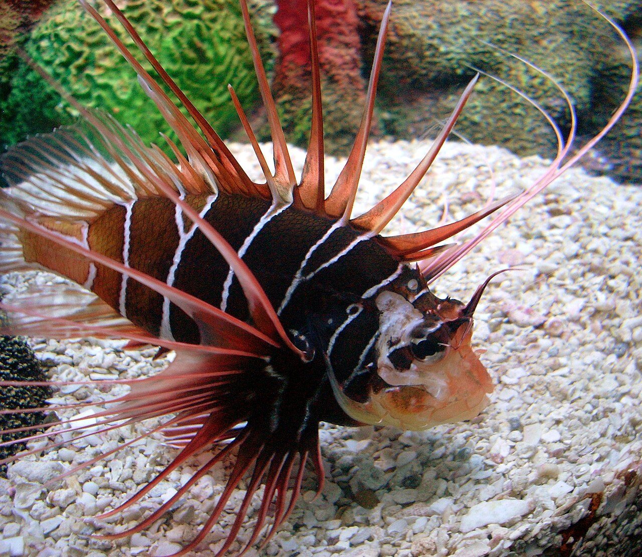 Clearfin Lionfish