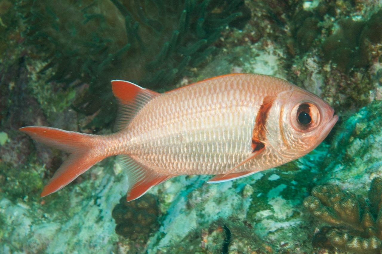 Pearly Soldierfish