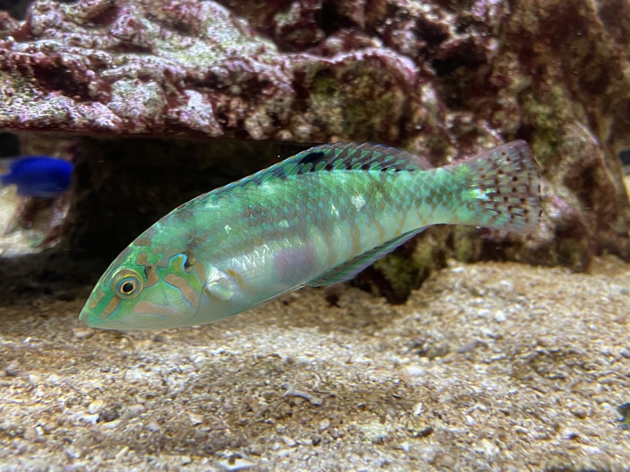 Nebulous Wrasse