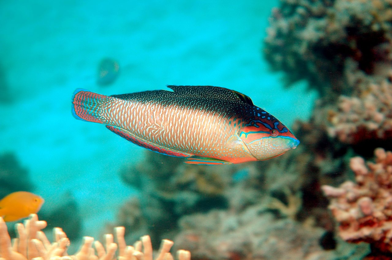 Black-backed Wrasse EXPERT ONLY