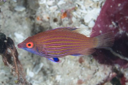 Pink Streaked Wrasse