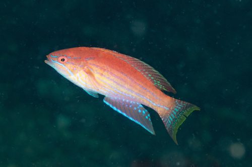 Royal Flasher Wrasse