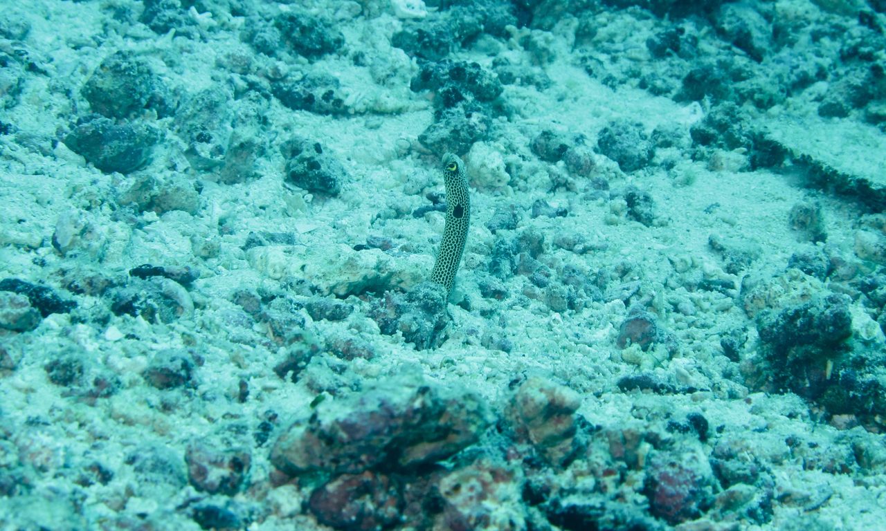 Spotted Garden Eel