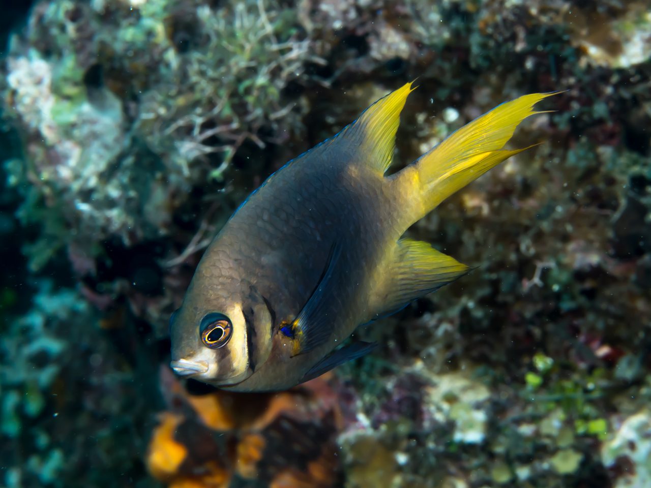 Blackmouth Bicolor Chromis