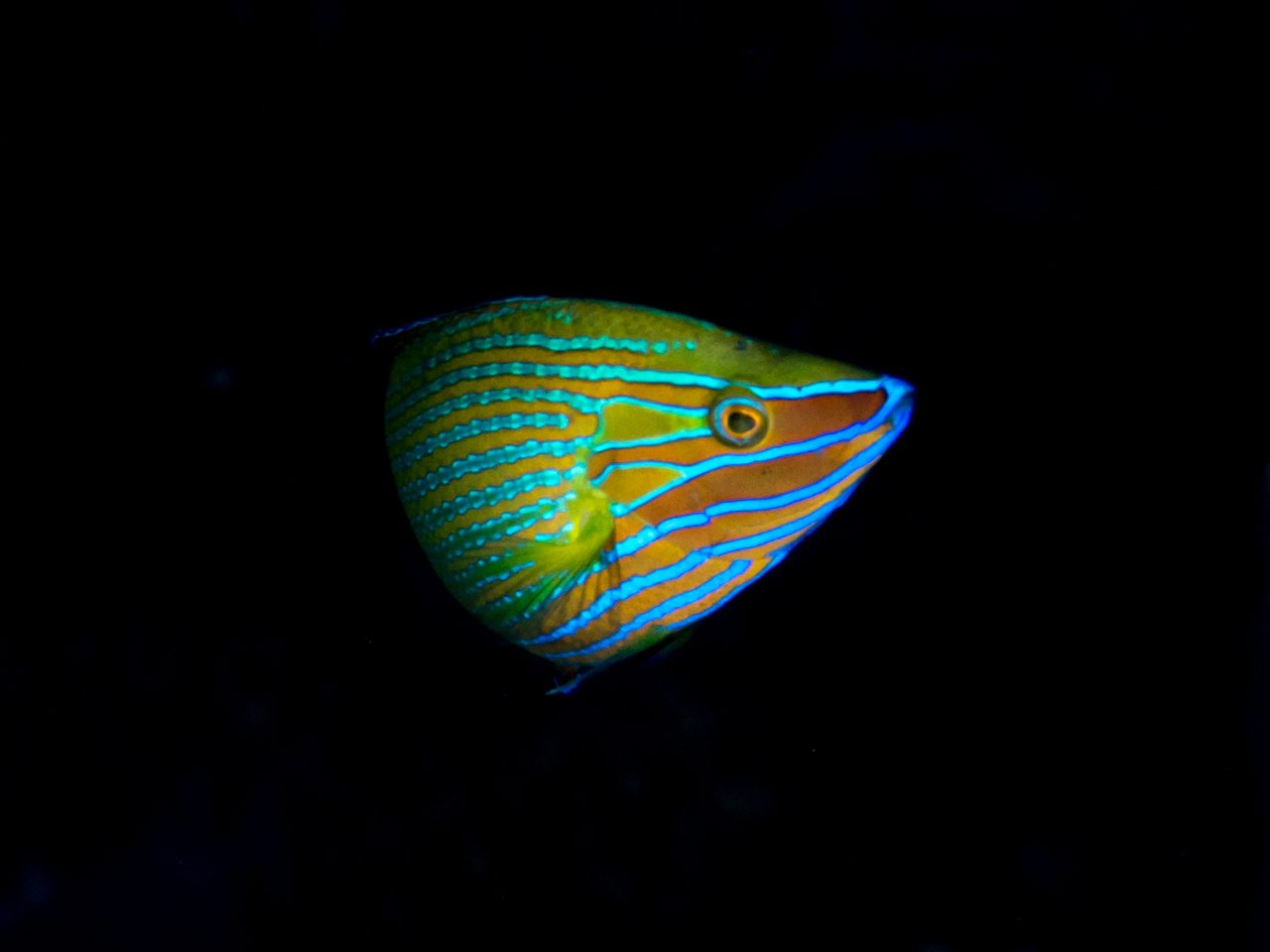 Richmond's Wrasse