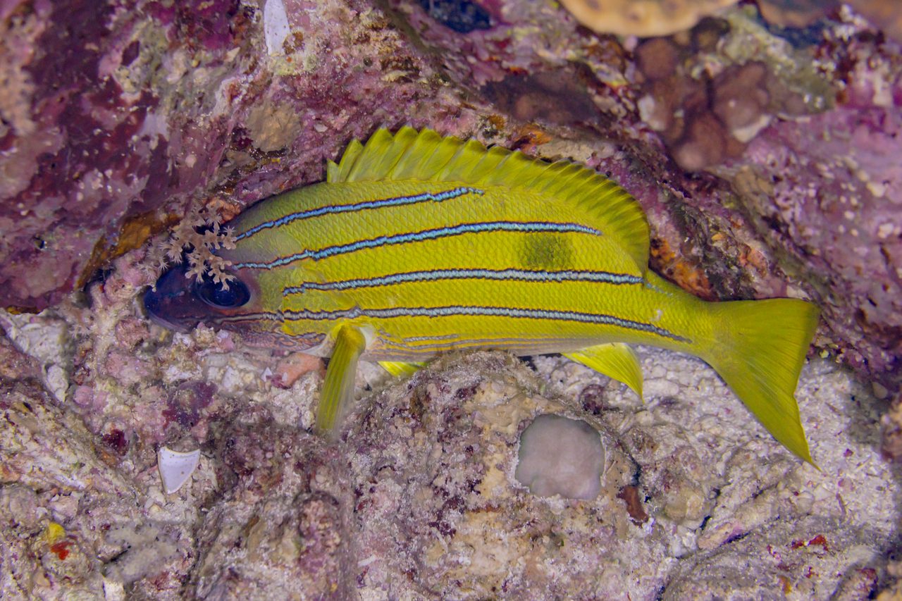 Bluestripe Snapper