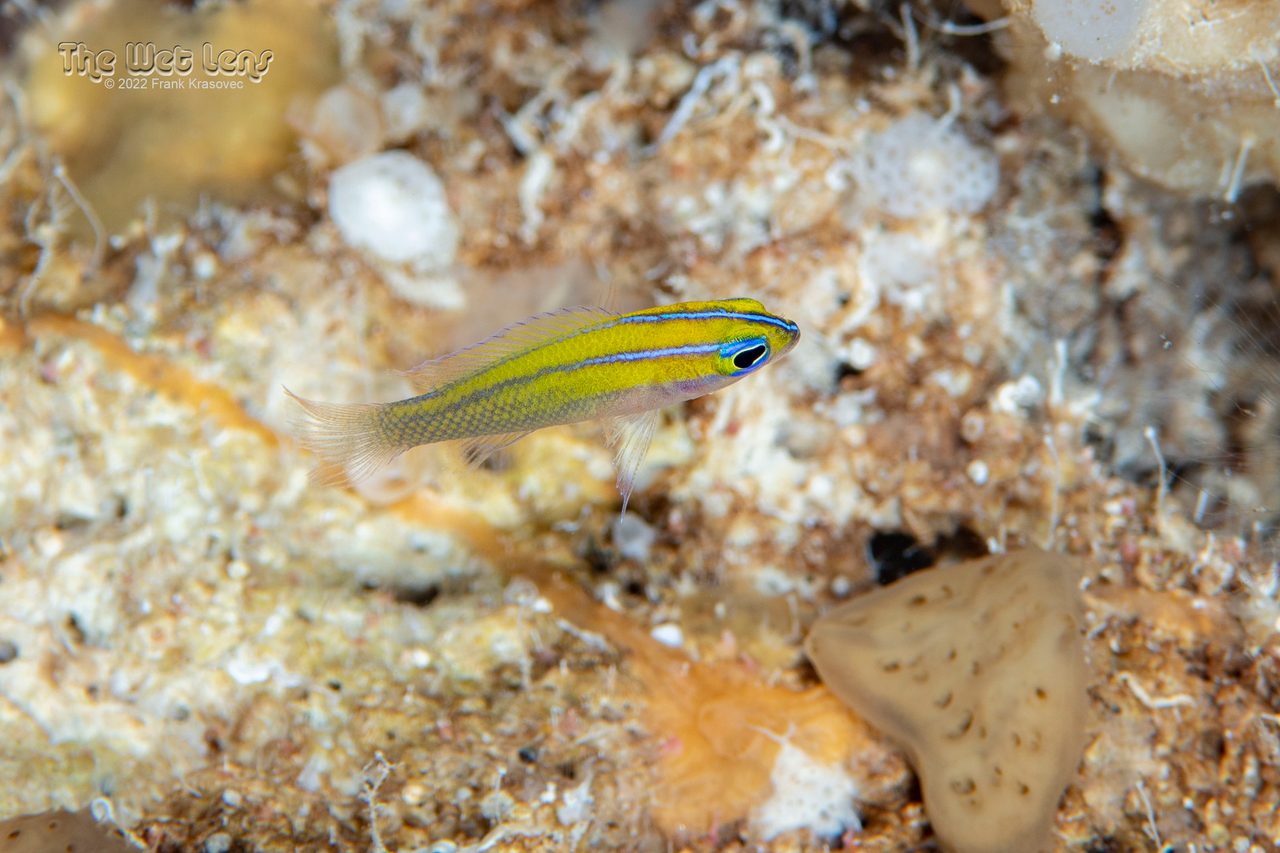 Three-Lined Basslet
