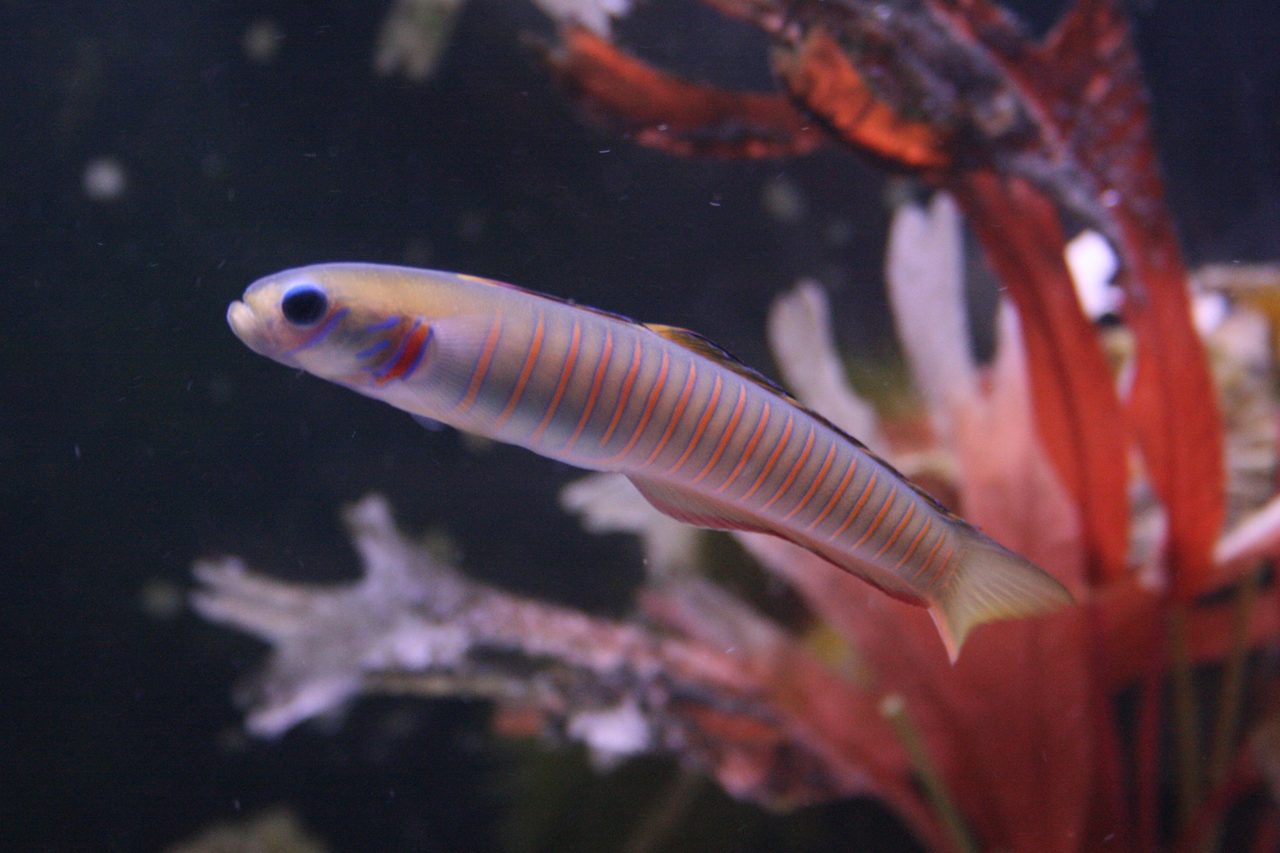 Zebra Dartfish