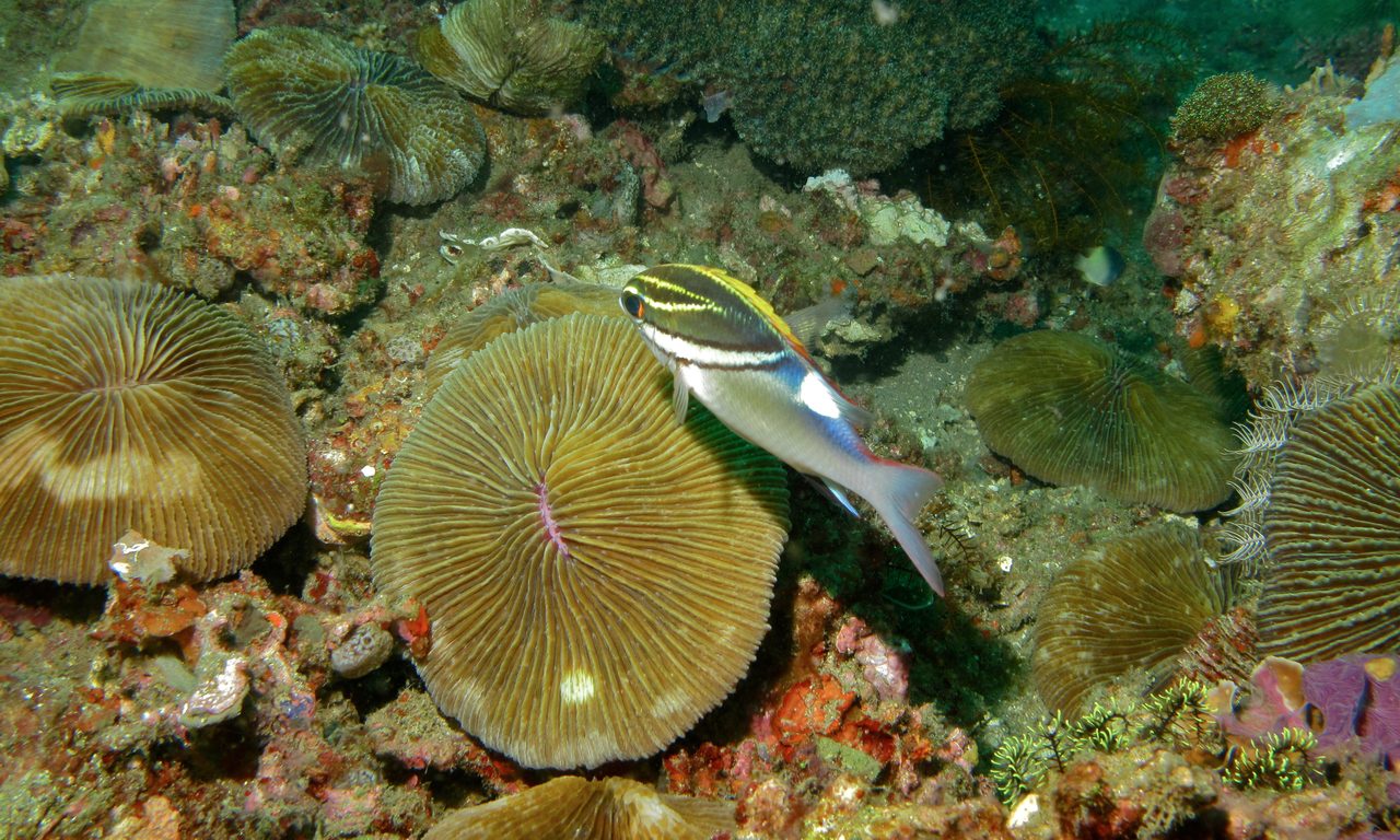 Two-line Monocle Bream