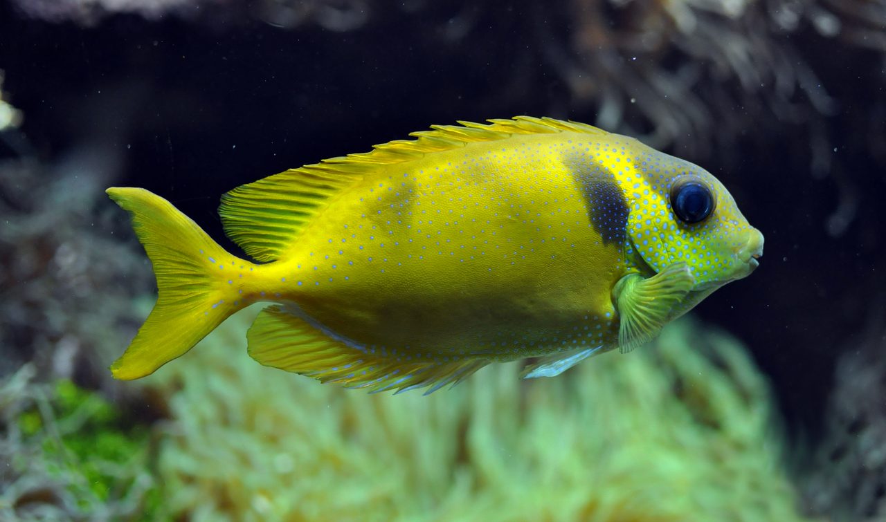 Coral Rabbitfish